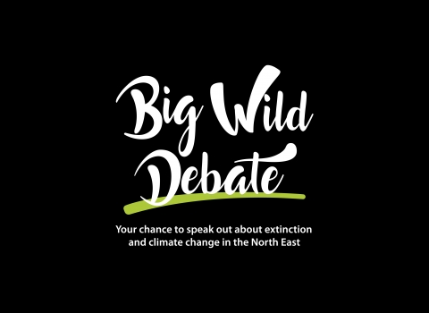 Big Wild Debate black background