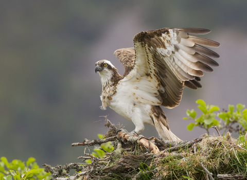 Osprey - Peter Cairns/2020VISION