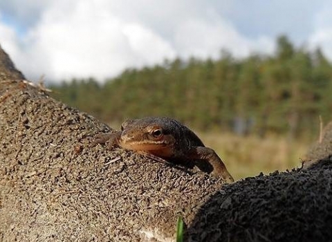 Common lizard - Jennifer Care