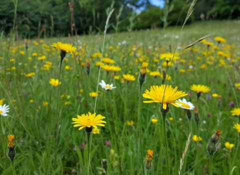 South Close meadow - Geoff Dobbins