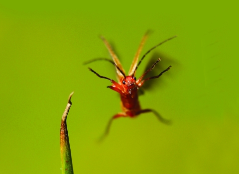 Leaping Soldier Beetle - Jon Hawkins Surrey Hill Photography