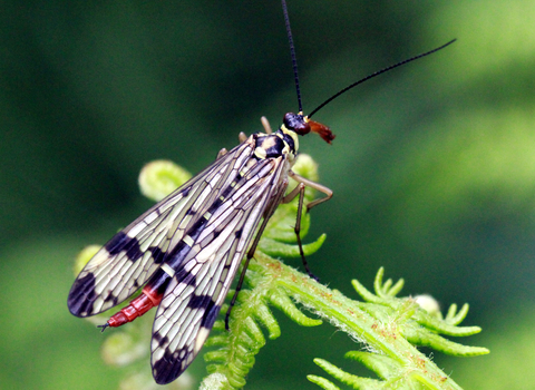 Scorpain fly