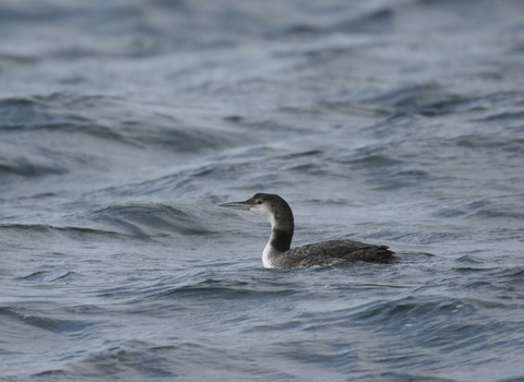 Great northern diver