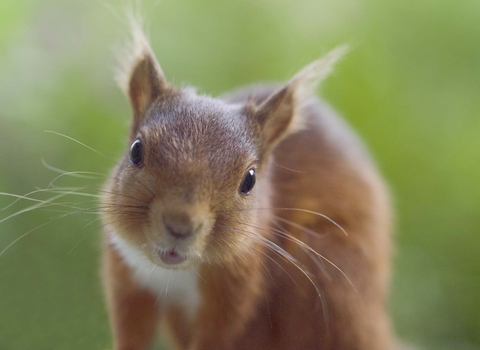 Red squirrel - Simon Frasier