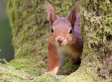 Red squirrel - Bonnie Sapsford