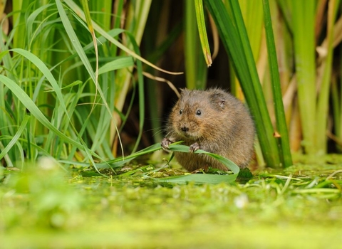 Water vole - Terry Whittaker/2020VISION