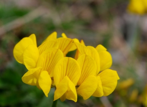 Horseshoe-vetch