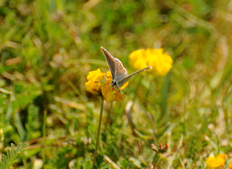 Brown ArgusĀ on Horseshoe-vetch