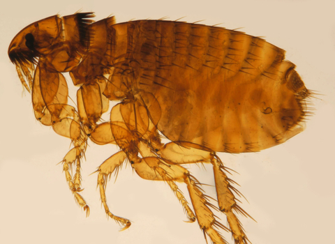 Cat flea