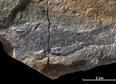 Fossil of the month - palaeoniscum McIntyre, B.M