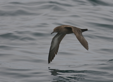 Sooty shearwater