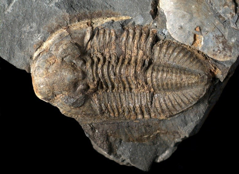Fossil of the month - Trilobites