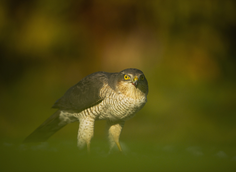 Birds of Prey (Visual Explorers Series)