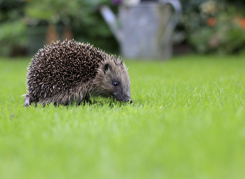 Hedgehog (©Tom Marshall)