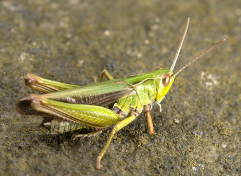 Common green grasshopper