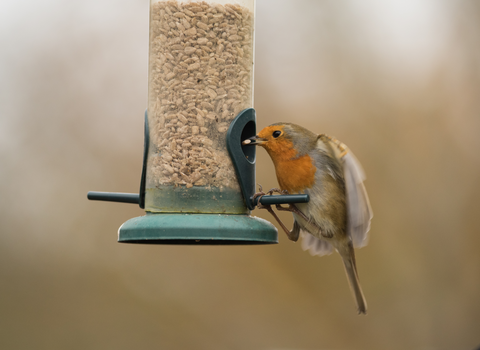 Robin on birdfeeder