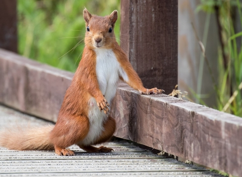 Red squirrel at Hauxley, image by Tim Mason