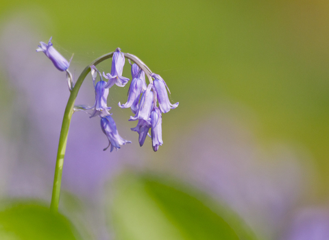 A single bluebell with a blurred background. Ben Hall/2020VISION
