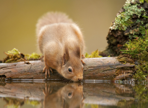 Red squirrel - Mark Hamblin/2020VISION