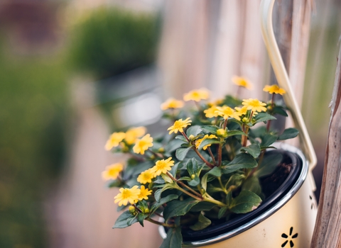 Yellow flowers hanging in a yellow pot on a fence