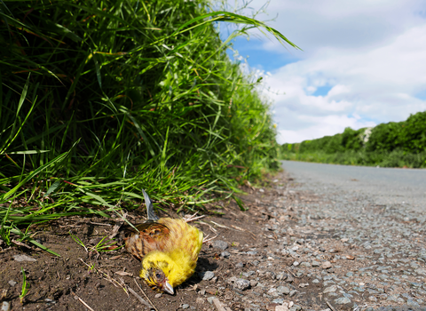 Yellowhammer dead at side of road
