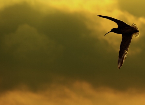 Curlew in the Peak District