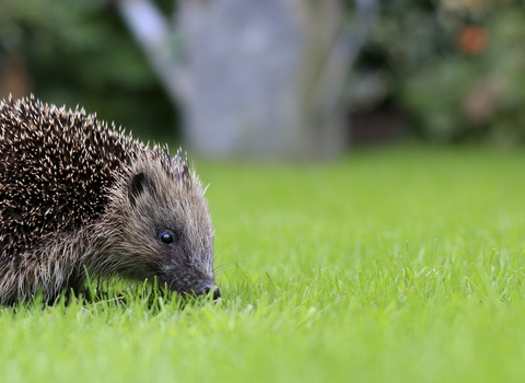 A hedgehog walking across short grass and sniffing the ground, with text reading “Adopt a hedgehog”.