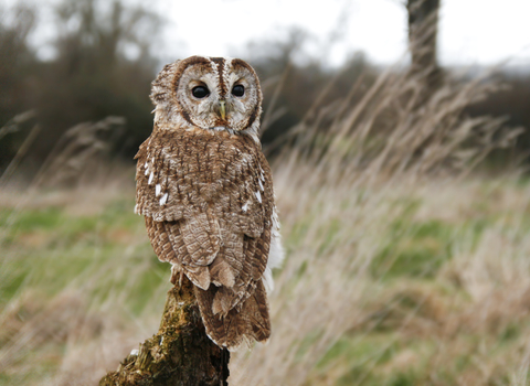 A tawny owl with its head turned 180 degrees, looking towards the camera, with long grass and trees in the background, with text reading  “Adopt an owl”.
