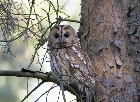 Tawny owl - Damian Waters/Drumimages.co.uk