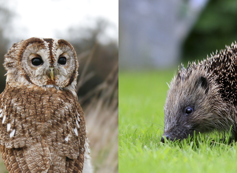 Adopt and Animal. Images by Jon Hawkins Surrey Hills Photography and Tom Marshall.