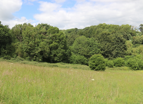 A photograph of Whittle Dene, with long grass in the forground and trees in the background, with text that reads “Whittle Dene Appeal. Thank you for helping protect this rare and ancient woodland”.