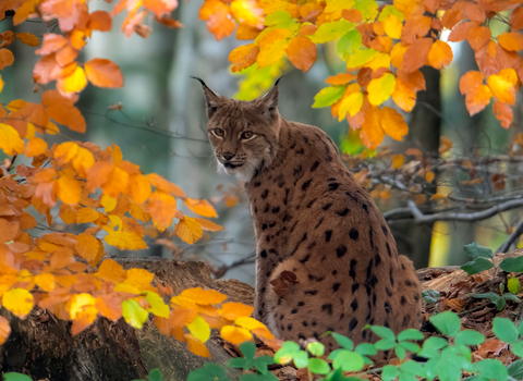 Image of a Lynx peering through some Autumn Foliage