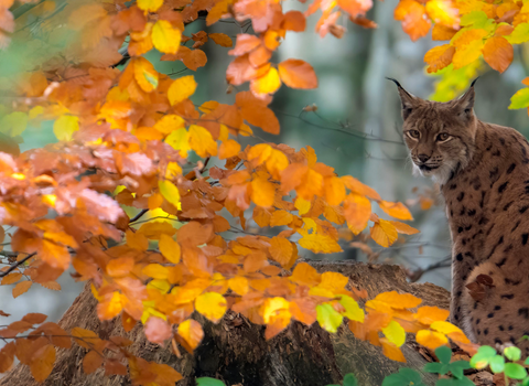 Image of a Lynx peering through some Autumn Foliage