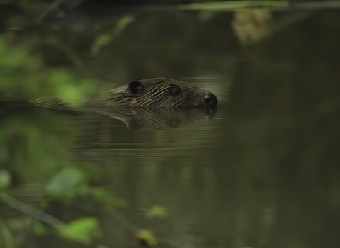 A beaver swimming through water, with text that reads “Election 2024. Who cares?”.