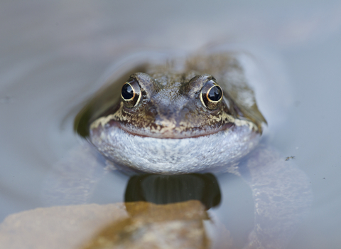 A close up image of a common frog sitting in water, looking into the camera.