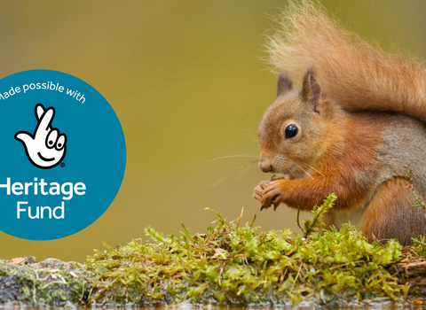 Red Squirrel with Heritage Funding Stamp - Red squirrel (Sciurus vulgaris). Image by: Mark Hamblin/2020VISION.