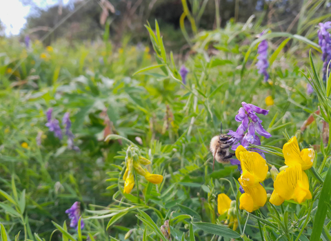 A common carder bumblebee feeding on tufted vetch in a meadow.