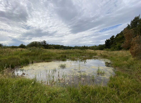 A small, shallow pond surrounded by tall grasses and open meadow under a cloudy sky.