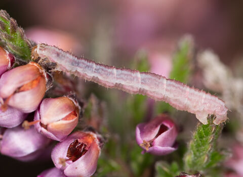 A double-striped pug caterpillar stretching to reach heather flowers. It's a pink caterpillar that gets markedly fatter towards the rear