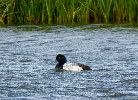 A drake scaup swimming on a lagoon. It's a black and white duck with a vermiculated grey back