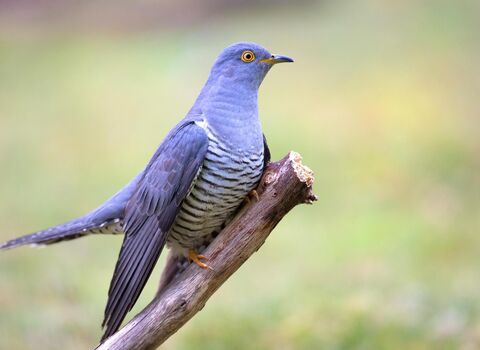 Grey cuckoo with barred chest perched on a slanted branch against a blurred green background.