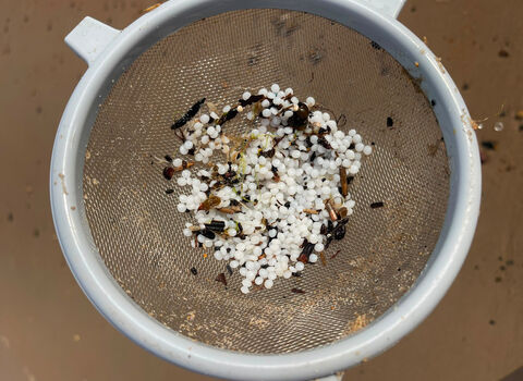 Close-up of a fine mesh sieve holding dozens of small white pellet-like spheres mixed with bits of leaves and debris, suspended over sand.