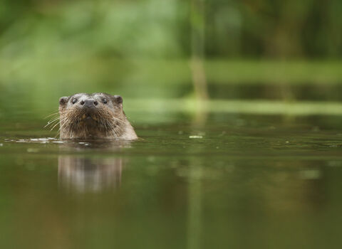 Otter swimming in calm water, with only its head visible against a soft green, blurred natural background.
