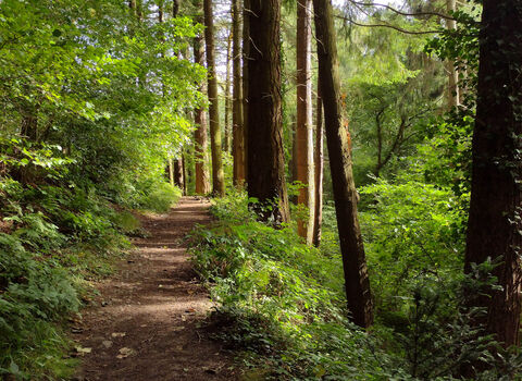 A narrow dirt path winds through a dense forest of tall evergreen trees, with sunlight filtering through the canopy and illuminating lush green undergrowth along the trail.