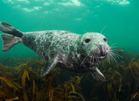 Grey seal - Alexander Mustard/2020VISION