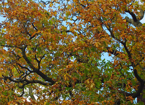 Horse chestnut