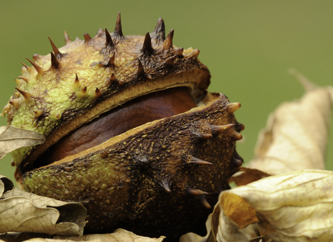 Conker (horse chestnut)