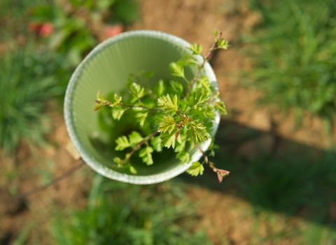 A close-up view of a small green tree growing out of a tree tube, with text reading “North East Community Forest Partnership.”