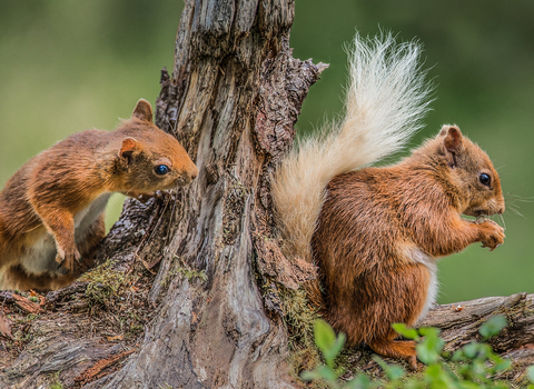 Red squirrels - Gillian Lloyd