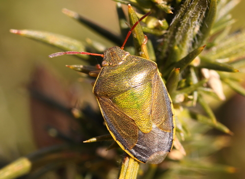 A gorse shieldbug standing on a gorse bush. IT's a green shieldbug with red antennae and yellow sides to the abdomen